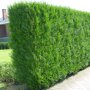 Thuja plicata 'Atrovirens'